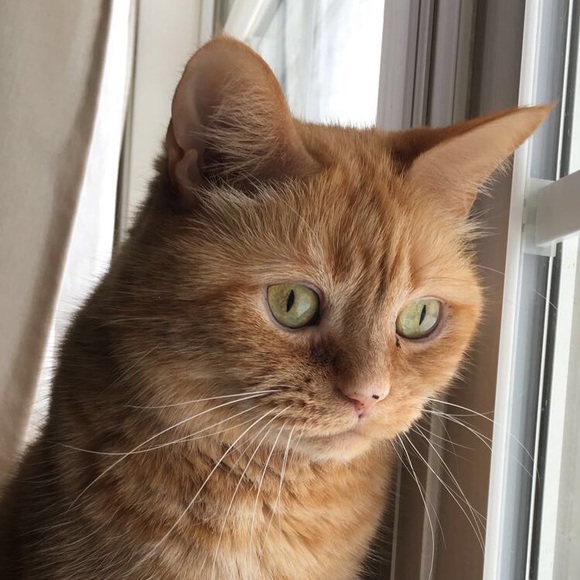 Meet your Posher, Paige - Picture 1 of 1